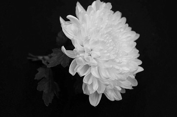 IMGP3656_副本3.jpg