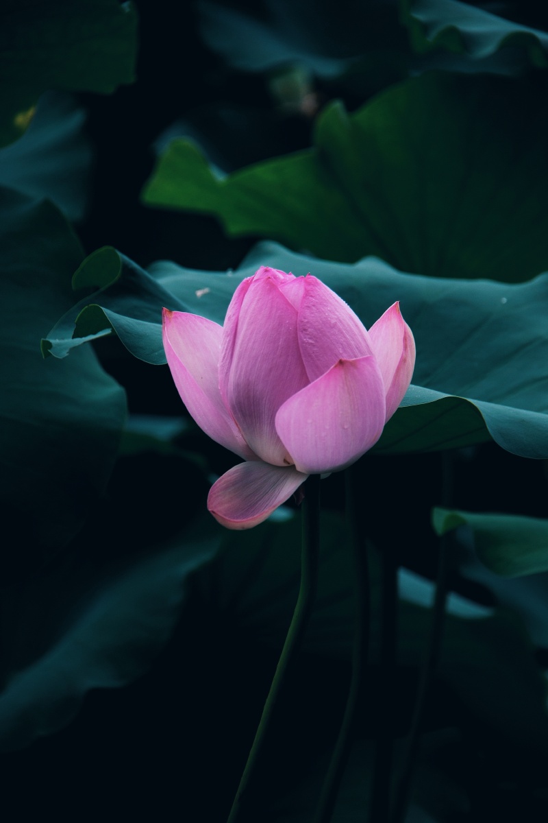 半夏花开颜如玉陌上流年清欢许