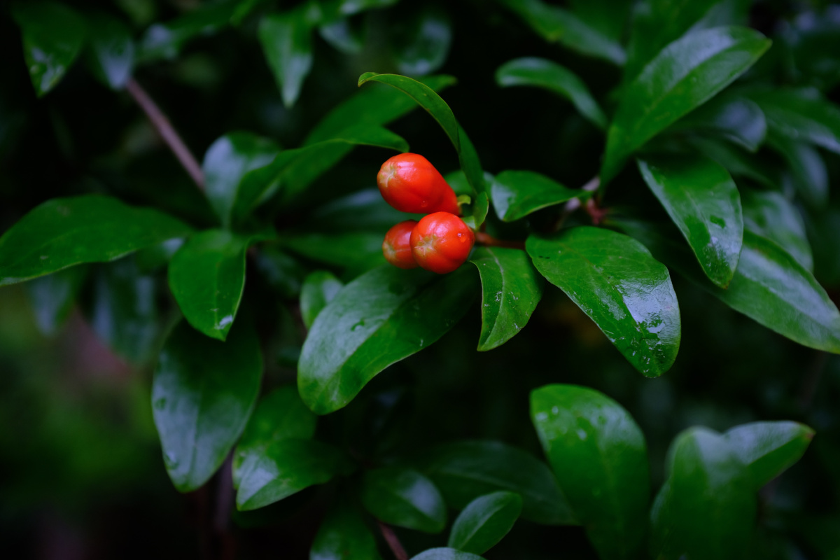 绿色和红色其实那么般配,红色的石榴花在镜头下显得格外迷人.