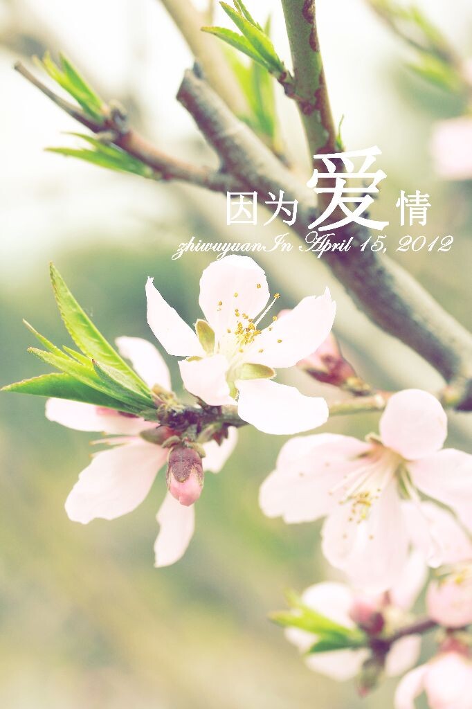 因为爱情<br />
