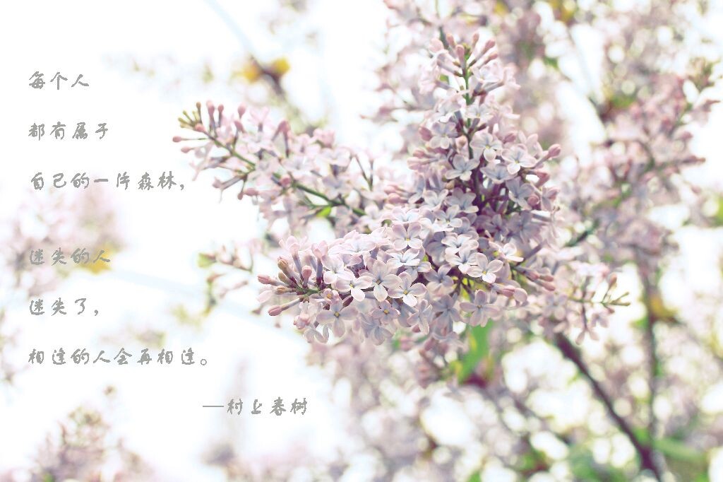 属于自己的森林<br />
