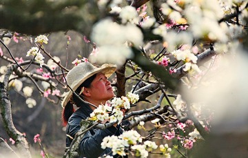 《授粉西施》IMG_0737_全景图1_HZP_调整大小