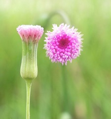 DSCF7288_