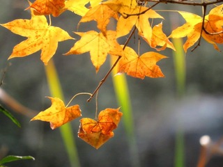 IMG_20201108_185300