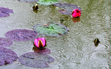 农家小院雨中情01