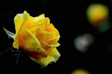农家小院雨中情17
