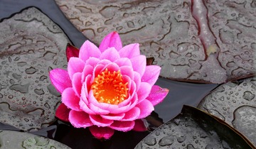 农家小院雨中情05