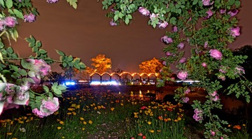 玫瑰之夜02