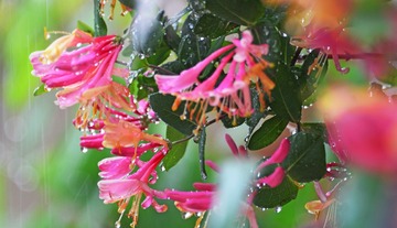 农家小院雨中情10