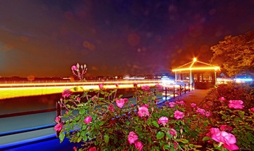 玫瑰之夜01