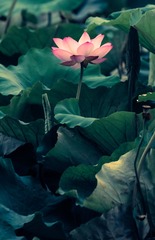 20130630-_69W9506.jpg