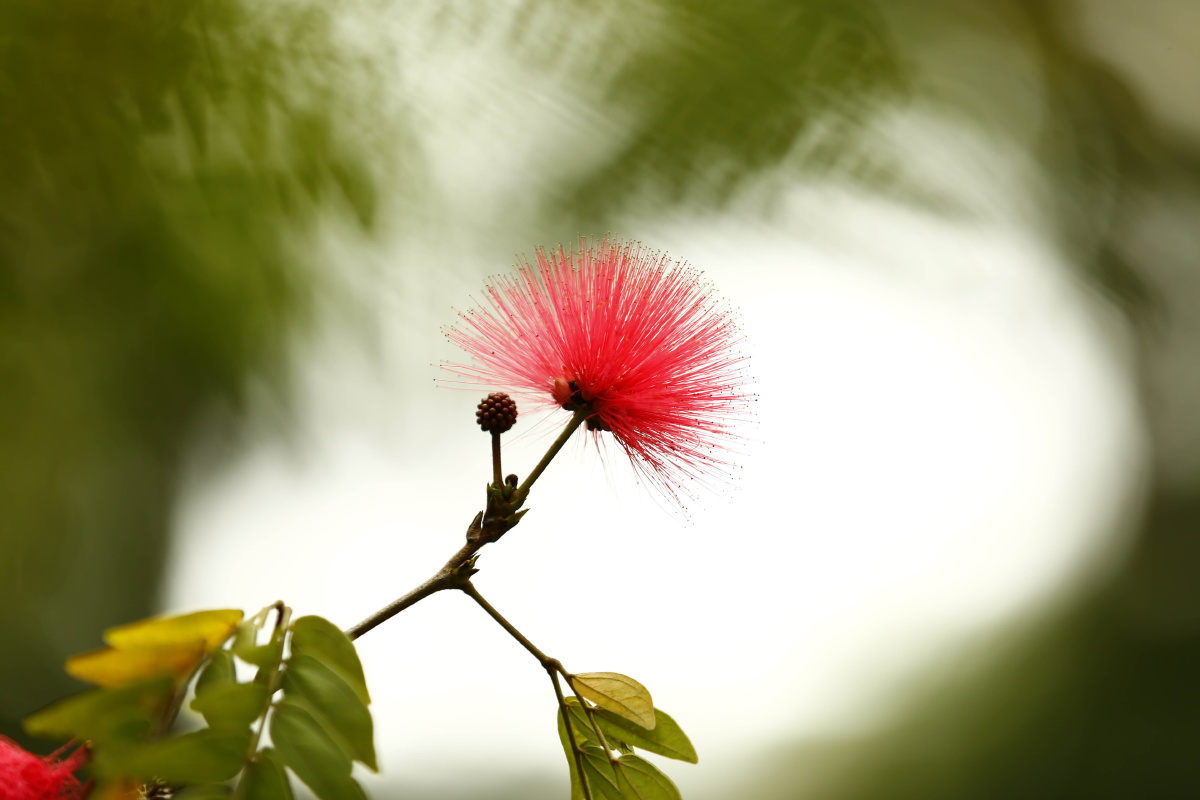 合欢花又名苦情花