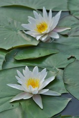 IMGP1769.jpg