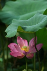 IMGP1796.jpg