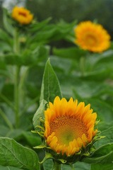 IMGP3568.jpg