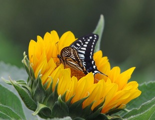 IMGP3596.jpg