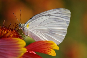 IMGP9937.jpg