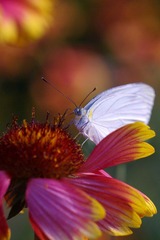IMGP9938.jpg