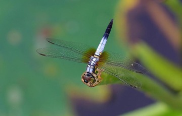 M100 F4 5
