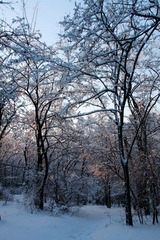 IMG_6303.jpg