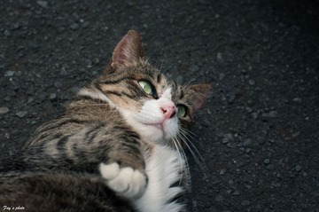 小野猫对我很友好
