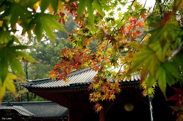 IMGP3320.jpg