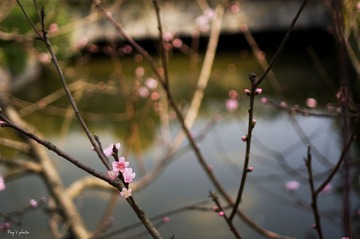 桃花