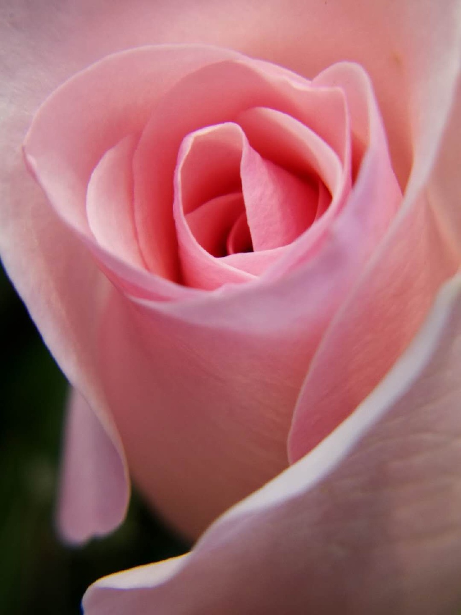 一组粉色玫瑰花