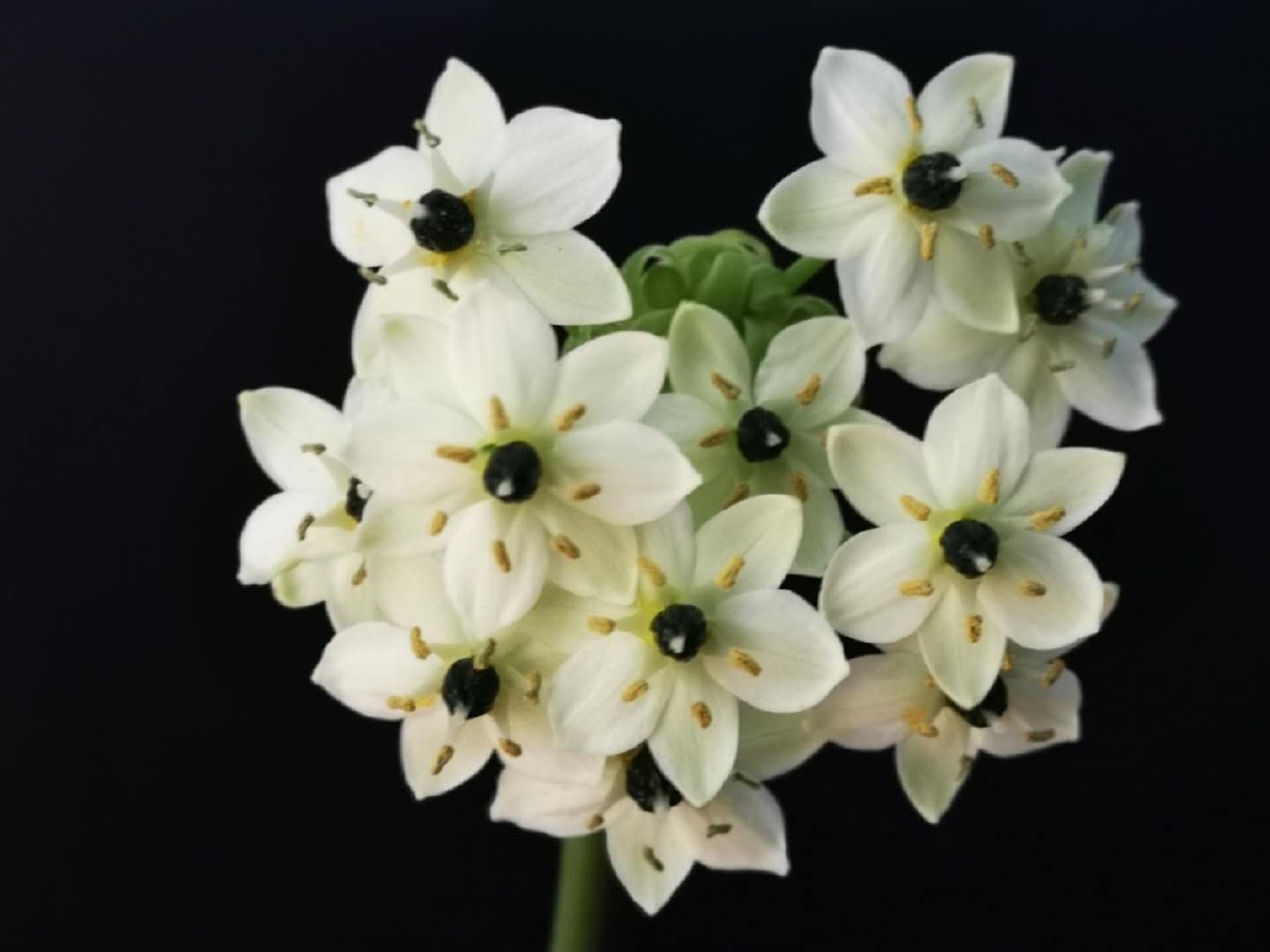 伯利恒之星六瓣花小巧,极似树顶星 - 大多多557 - 图虫