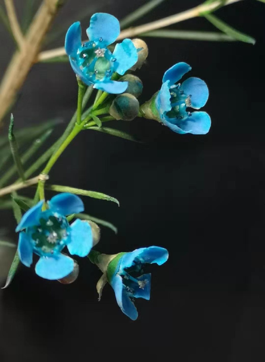 蓝色腊梅花