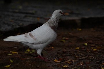 2181090