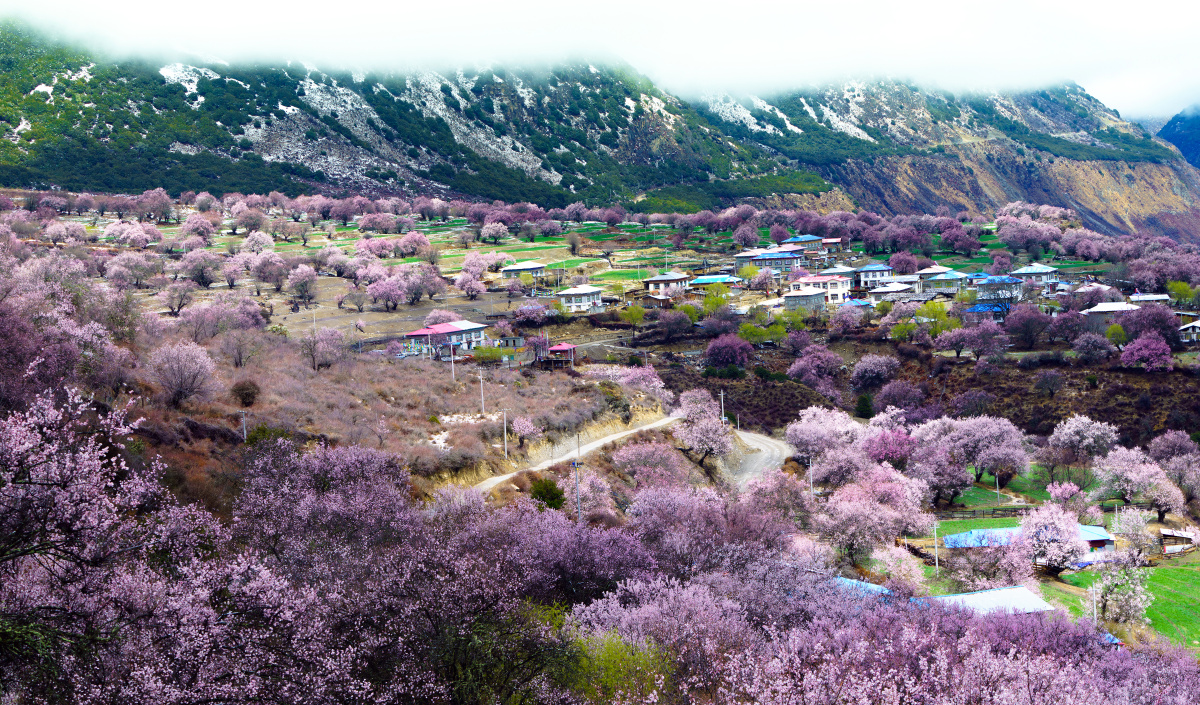 来索松村雪山底下看桃花三四月赏西藏春色尽在林芝