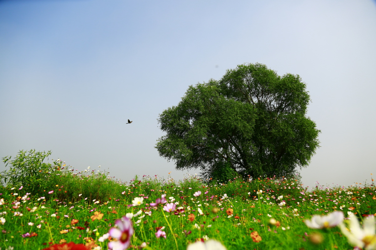 地面上盛开着大片的格桑花蓝色的天空上一只鸟飞向一颗大树