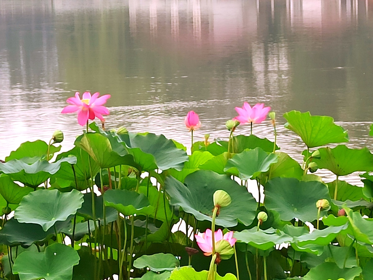 竹色溪下绿,荷花镜里香 - 龙飞凤舞1950 - 图虫