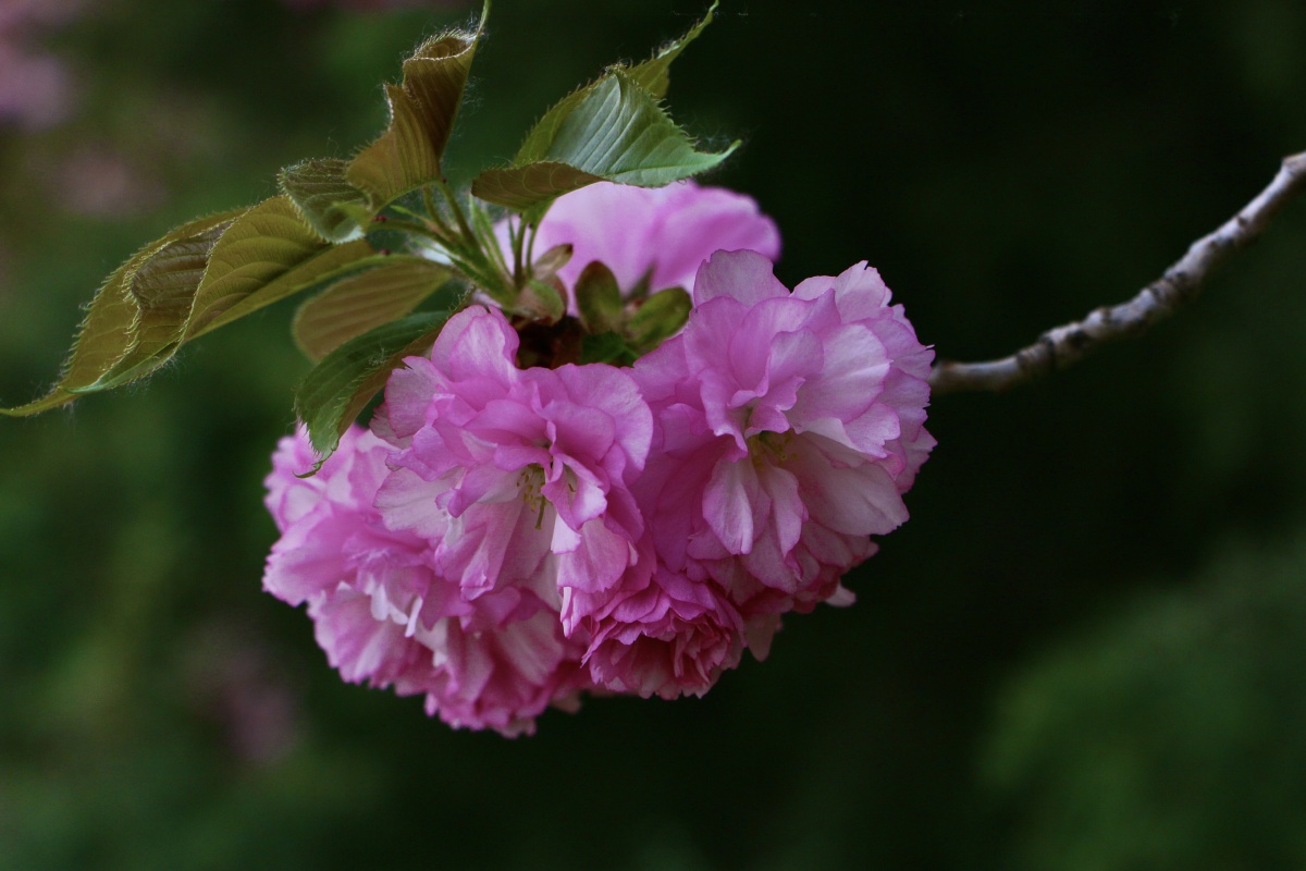 漂亮大气的晚樱花