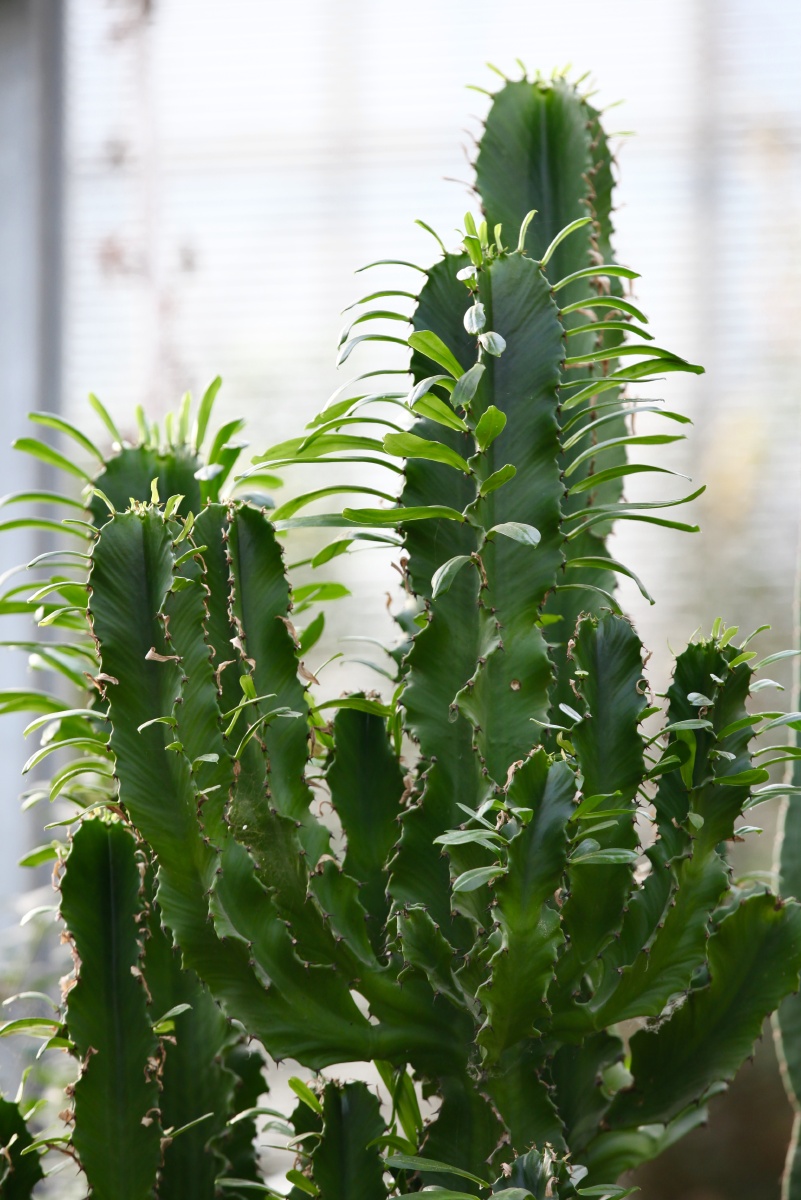 打赏是鼓励打赏还没有人打赏,快来当第一个打赏的人吧仙人掌#肉质植物