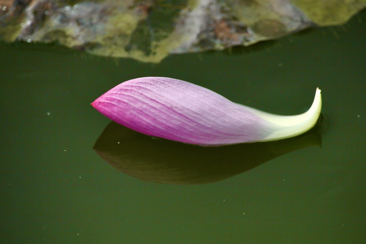 一片荷花瓣