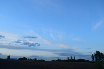 295081