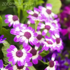 _DSC0723.jpg