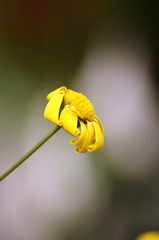 _DSC9874_副本.jpg