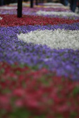 虹橋花