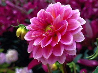 10A24CF6-2A6D-49EB-9214-C3EC3F37DE81/L0/001