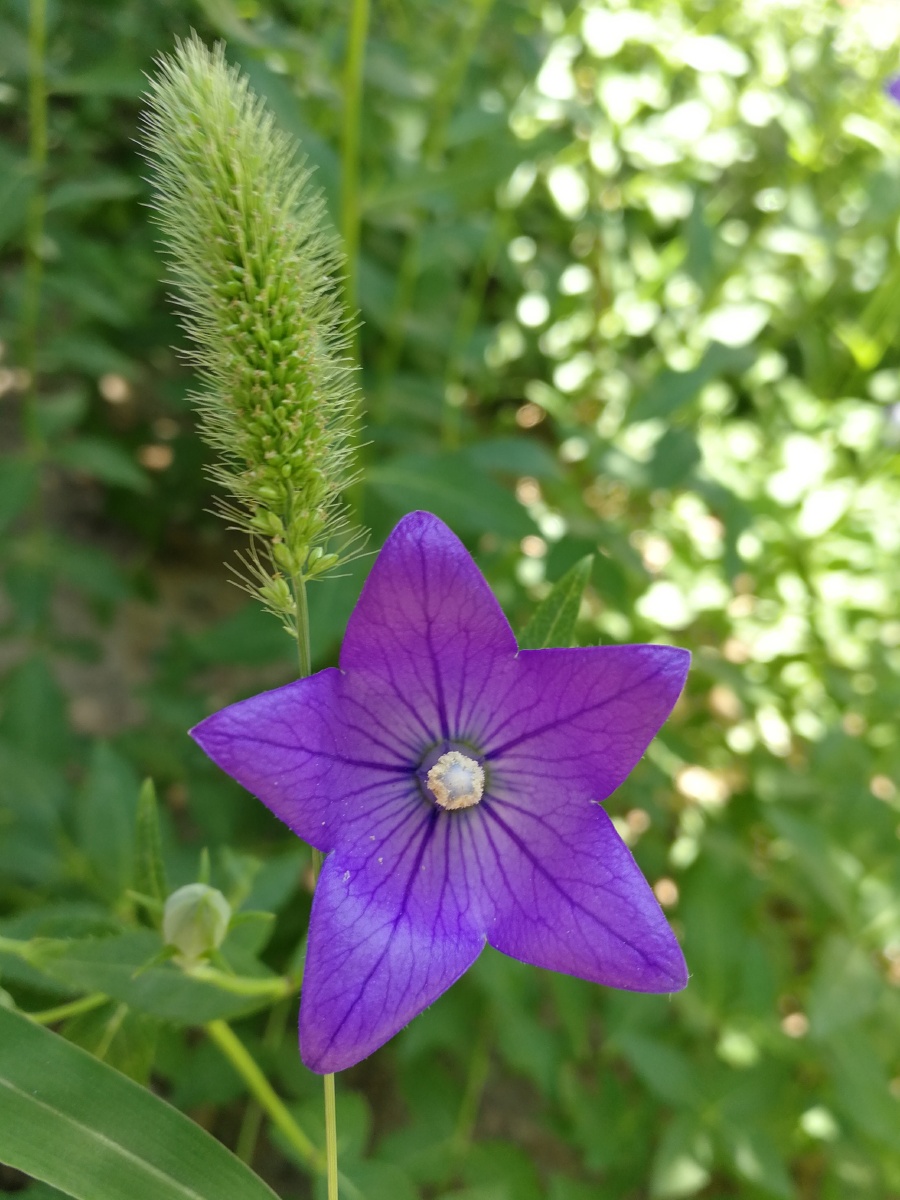 沙参又名铃儿草
