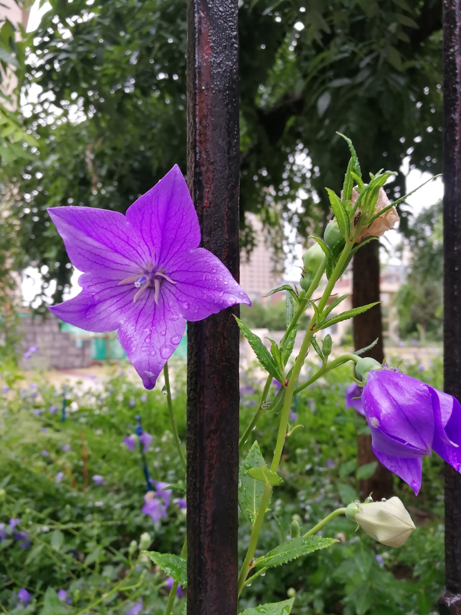 沙参又名铃儿草