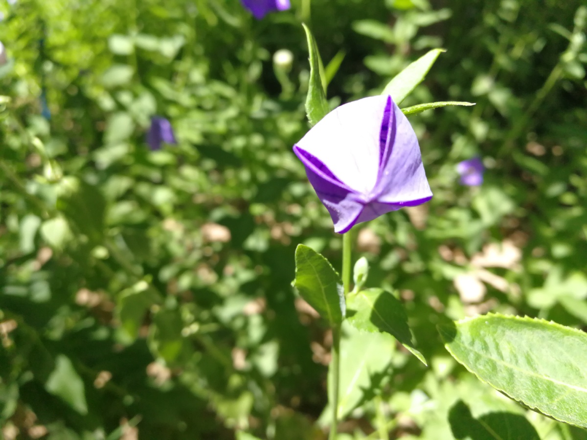 沙参又名铃儿草