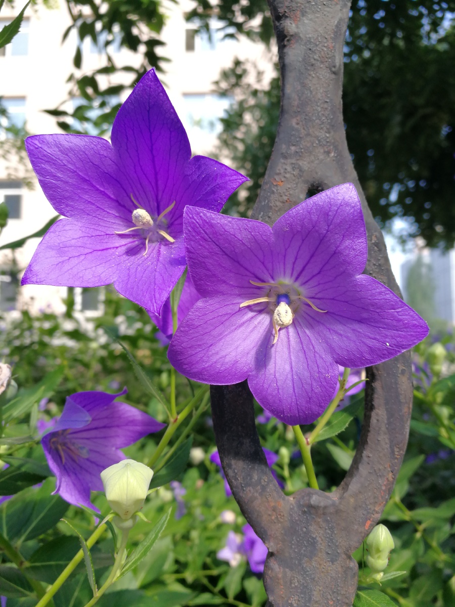 沙参又名铃儿草