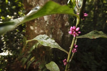 红楼岛1