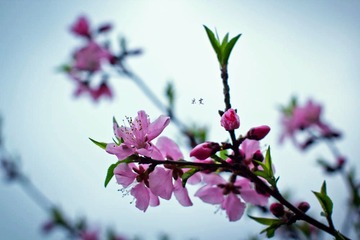 清风自来1.jpg