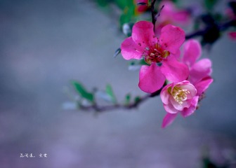 花间道.jpg