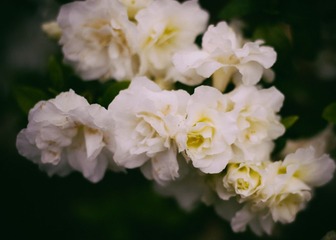 IMG_5986-4 - 